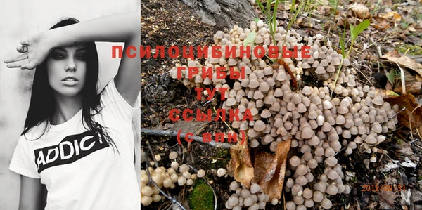прущие грибы Армянск